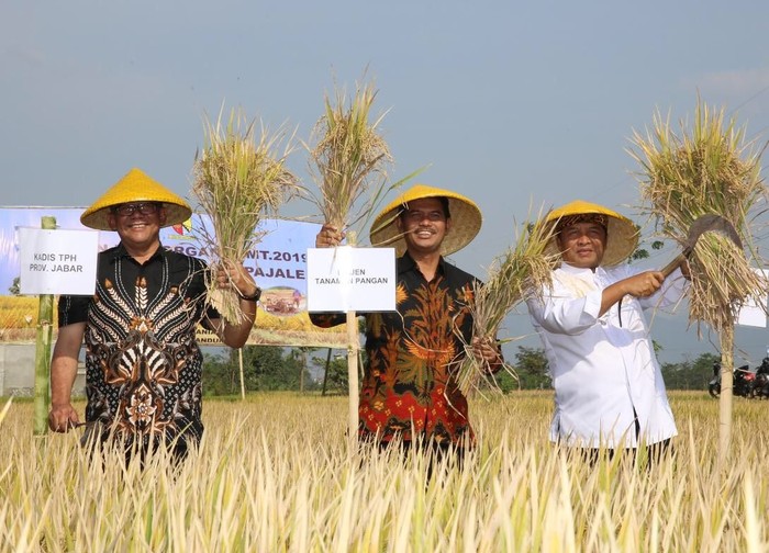 sentra produsen beras organik jawa barat